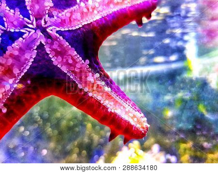 Red Knob Sea Star - (protoreaster Linckii)