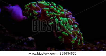 Euphyllia Sp. Lps Coral Isolated Shot In Aquarium