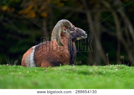 European Moufflon In The Nature Habitat