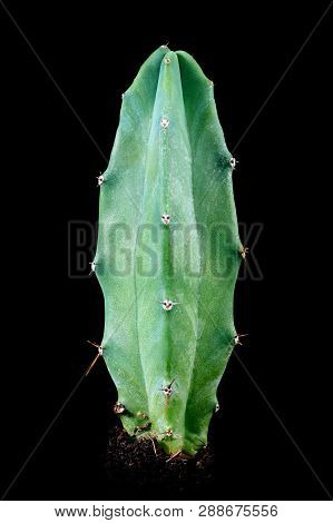 Cactus Myrtillocactus Geometrizans Or Bilberry Cactus In Front Of Black Background, Desert Plant
