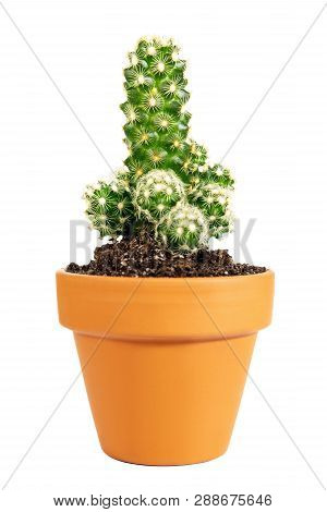 Miniature Potted Cactus Mammillaria Elongata Or Gold Lace Cactus Isolated On White Background, Home 