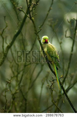 Green Ringnecked Parakeet In Treetop Branches