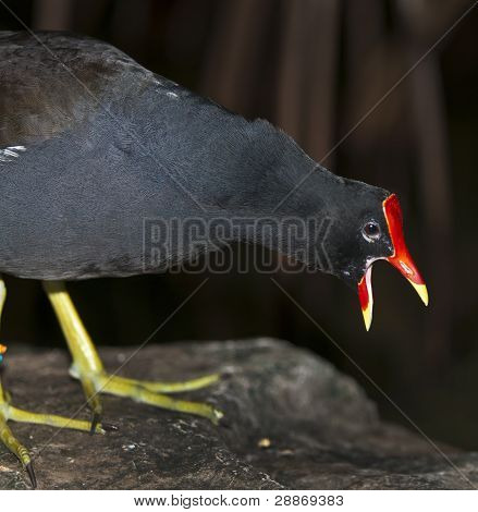 Gallinella comune