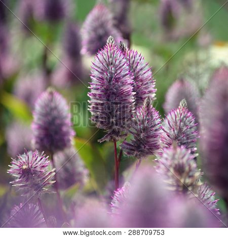 Australian Native Purple Ptilotus Exaltatus, Family Amaranthaceae. Called Mulla Mulla By Indigenous 