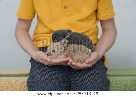 Two Bunny Babies In The Hands Of The Boy.