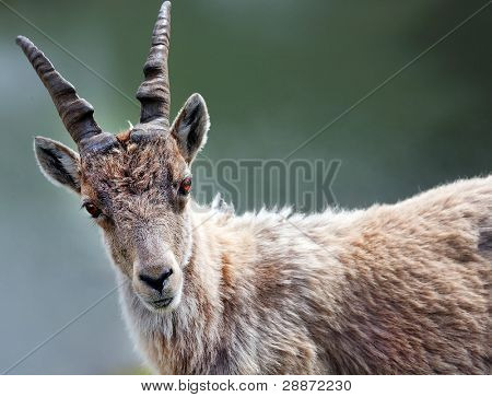 Steinbock im natürlichen Lebensraum