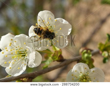 Honey Bee Harvesting Pollen From Cherry Blossom,bee Collecting Nectar From White Cherry Flower.