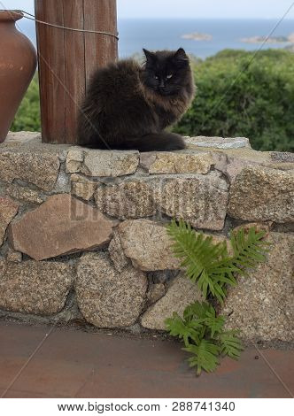 Dark Brown Cat Sits On Stone Wall With Sea View
