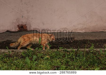 Long Haired Red Cat Goes On Cat Affairs, Outdoor Cat, Red Tabby Longhair Furry Cat, Cat Explorer