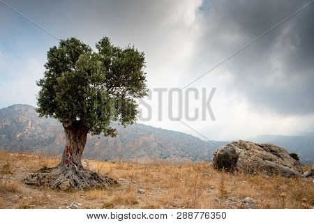 Lonely Olive Tree And Stormy Cloudy Sky. Pentadaktylos Mountains In Northern Cyprus