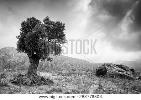 Lonely Olive Tree And Stormy Cloudy Sky. Pentadaktylos Mountains In Northern Cyprus