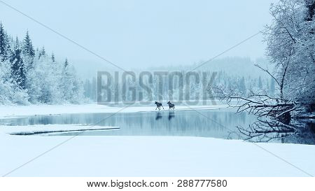 Two Moose Crossing The Lake Selbu In Norway