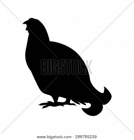 Capercaillie, Wood Grouse Vector Silhouette Illustration. White Background