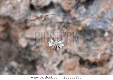 Bladder Campion - Latin Name - Silene Vulgaris