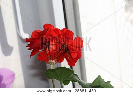 Macro Red-pink Flower In Spring On The Window, Close-up