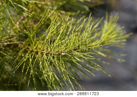 Aleppo Pine - Latin Name - Pinus Halepensis