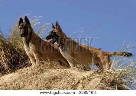 Dvě mladý Malinois