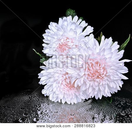 Three White Dew Chrysanthemum Flowers With Pink Center On Black Background With Water Drops And Refl