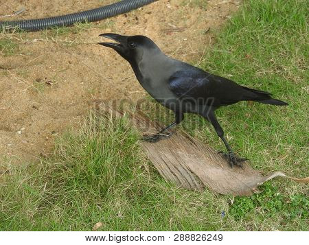 Black Crow Promptly Eats The Prey On The Grass, A Branch, Sri Lanka