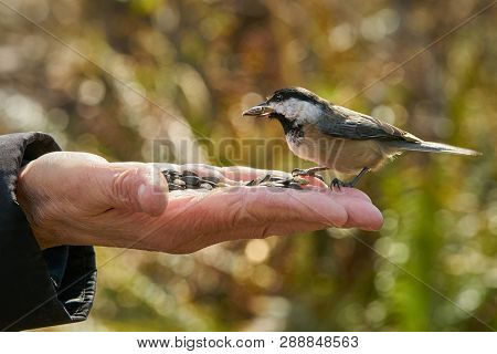 Black Capped Chickadee Taking A Handout. A Black Capped Chickadee Being Fed Sunflower Seeds.