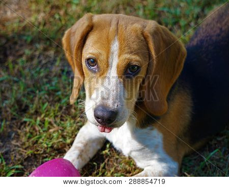 Beagle Puppy At Seven Months Old In The Backyard