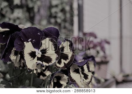 Beautiful Flowers Sunlit By The Summer Sun