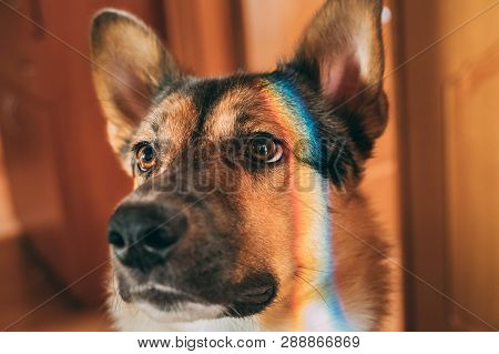 Reflection Of A Multi-colored Rainbow On The Face Of A Dog. Mixed-breed Dog Lying On Floor Indoor.