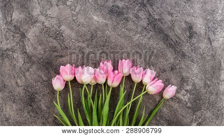 Beautiful Pink Peony Flowers On A Concrete Background