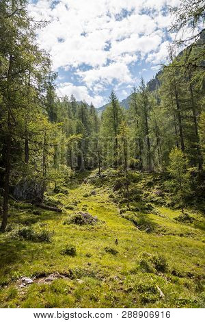 Trees And Meadow On The Foot Of The Mountain