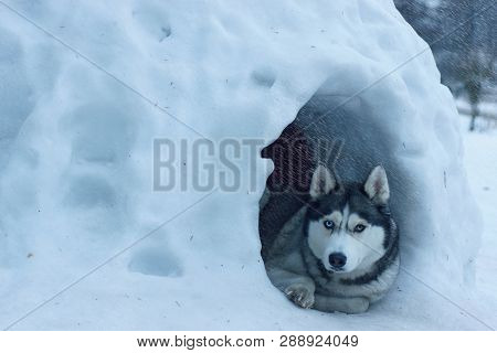 The Dog Breed Husky Lies At The Entrance To The Snowy House, Called Igloo Among The Eskimos, It Is H