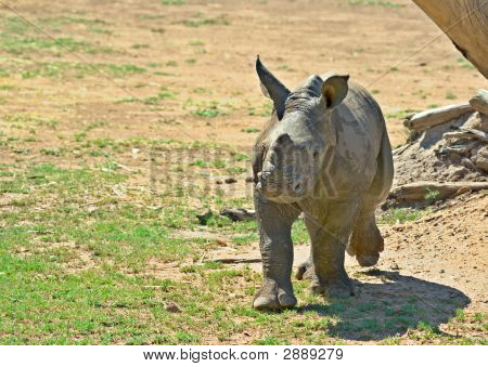 Baby-Nashorn