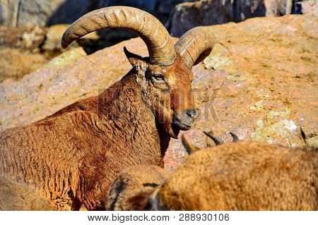 West Caucasian Tur (capra Caucasica) Is A Mountain-dwelling Goat-antelope Found Only In The Western 