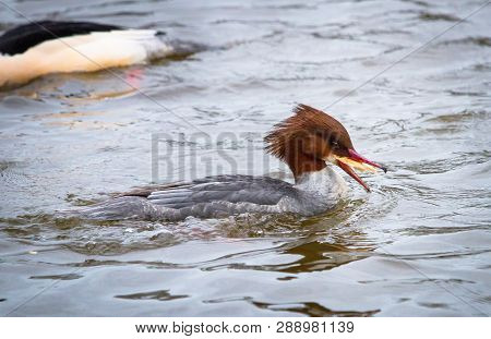 A Female Goosander (mergus Merganser) Eats A Piece Of Bread On The River Severn In Shrewsbury, Shrop
