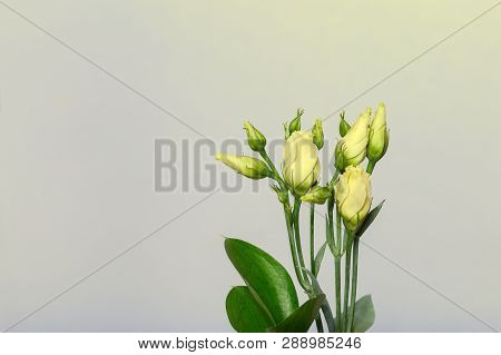 Bouquet Of Fresh Unblown White Bud In Flowers On A Light Background With Copy Space. Bunch Of Young 