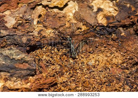 Diacamma Is Eating On Dry Wood. The Characteristic Of This Type Of Ant Is That There Are Two Pairs O