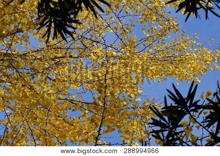 Autumn Scenery Of Kyoto, Japan