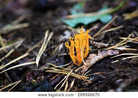 Yellow Staghorn (also Caled Jelly Antler Fungus, Calocera Viscosa), Growing In Nesscliffe, Shropshir