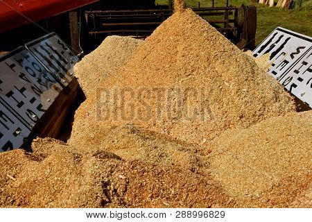 Sawdust Leaves An Augur And Piles Up Inside An Old Manure Spreader At A Sawmill