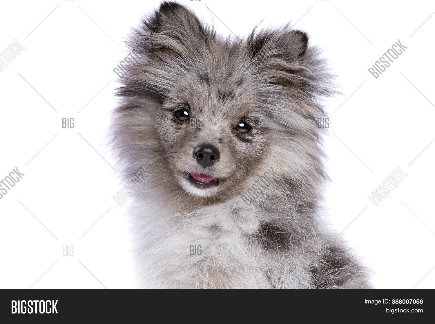 Blue Merle Pomeranian Image Photo Free Trial Bigstock