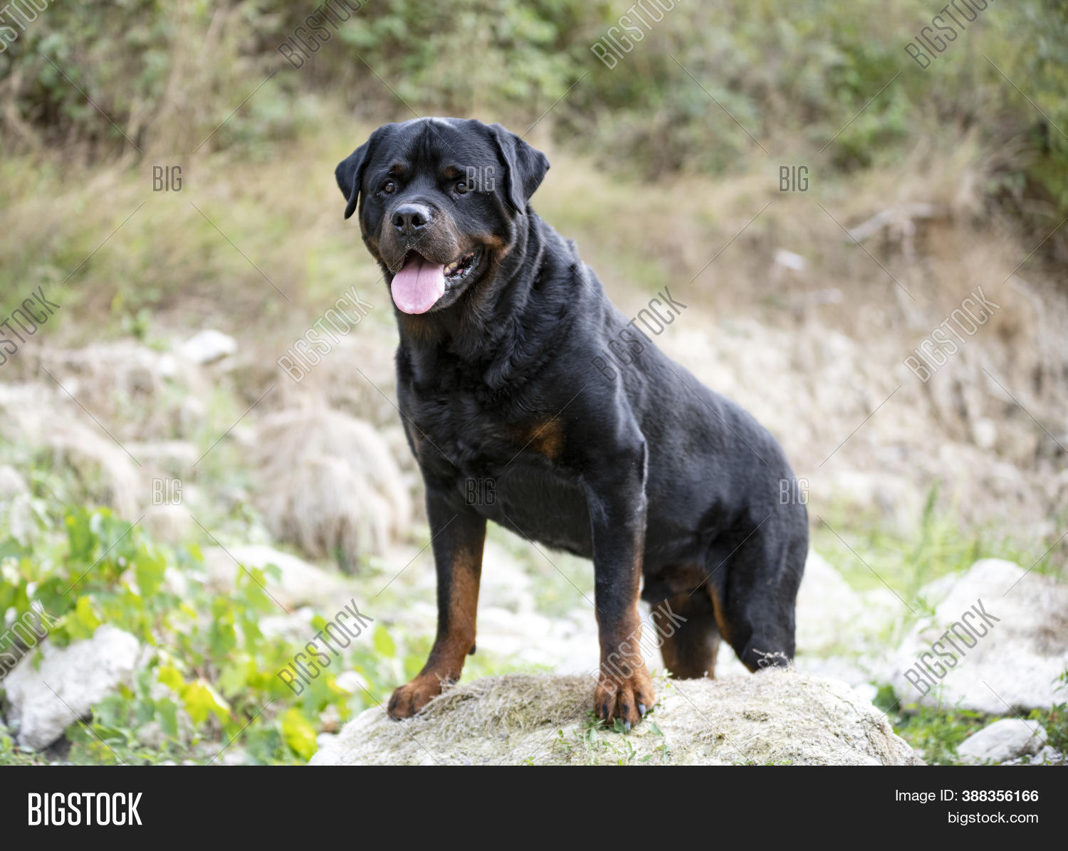 Purebred Rottweiler Purebred Rottweiler