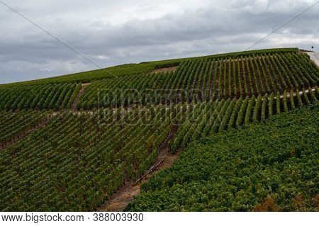 Landscape With Green Grand Cru Vineyards Near Epernay, Region Champagne, France In Rainy Day. Cultiv