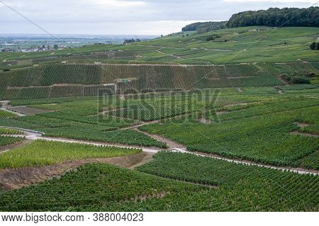 Landscape With Green Grand Cru Vineyards Near Epernay, Region Champagne, France In Rainy Day. Cultiv