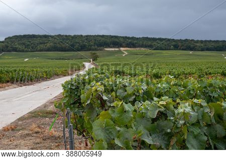 Landscape With Green Grand Cru Vineyards Near Epernay, Region Champagne, France In Autumn Rainy Day.