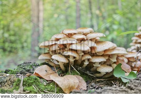 Honey Fungus (armillaria Mellea) Grows On Old Felled Birch Trees. A Group Of Edible Stump Mushroom.