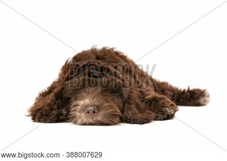 Chocolate Cockapoo Puppy Dog