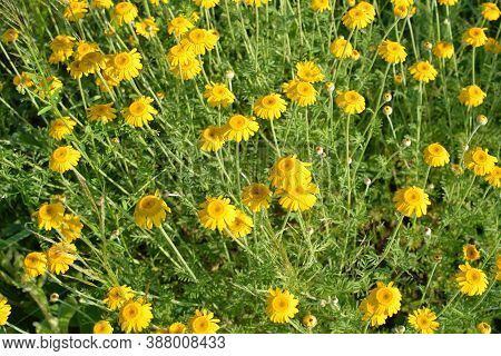 Yellow Flowers Of Cota Tinctoria Plants