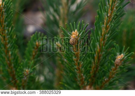 Small Little Light Brown Cones On Green Fluffy Spruce Prickly Branch With Needles On Siberian Conife