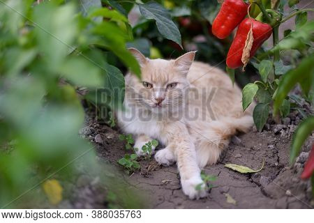 The Cat Lies On The Green Grass Next To The Green Grass