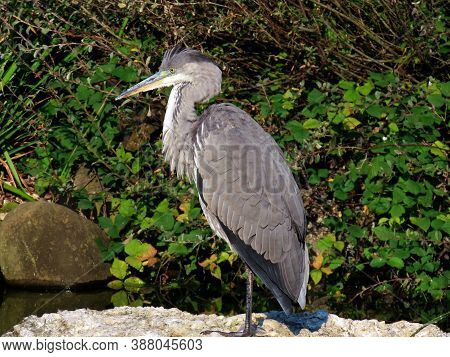 Great Blue Heron (ardea Herodias), Der Kanadareiher, Grand Héron, Airone Azzurro Or Velika Plava Cap