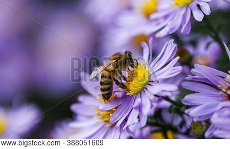 Beautiful Blue Flowers Sapphire Mist
Aster Dumosus With A Bee In Autumn Garden